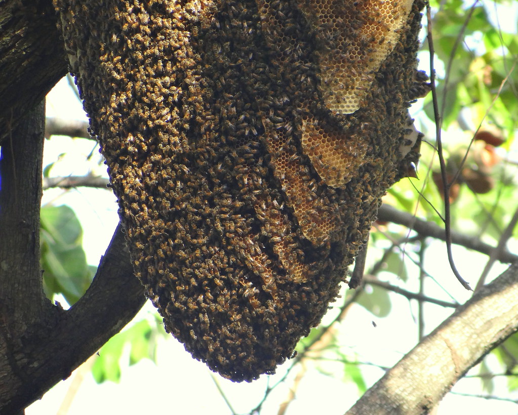 Fallece sexagenario tras sufrir un ataque de abejas en Monagas